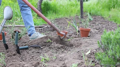 Planting Vegetable Seedlings In The Garden 14