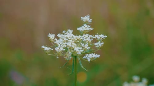 Weiße Blume