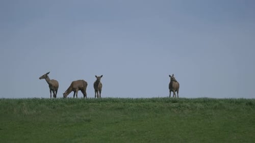 Deer on a field