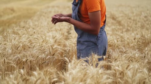 Man agronomist farmer in golden wheat field