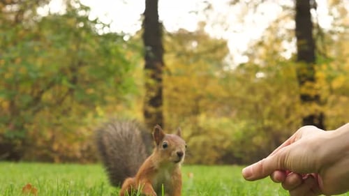 Die Hand einer Frau in Nahaufnahme füttert ein flauschiges Eichhörnchen mit Haselnüssen in einem Herbstpark