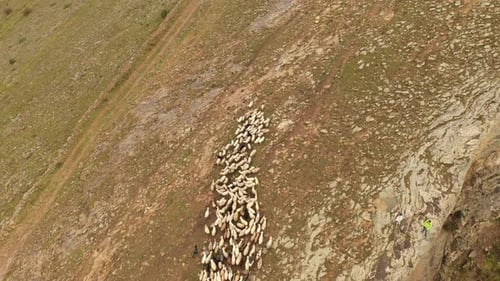 Luftaufnahme der Schafherde in den Bergen, Berglandschaft und Schafweide