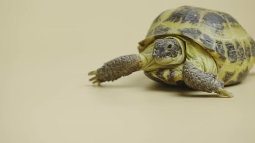 Schildkröte Kaufutter