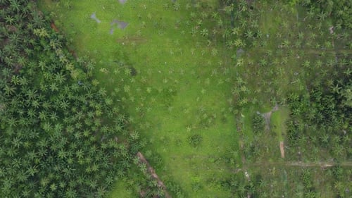 Aerial top down view green coconut palm tree farm