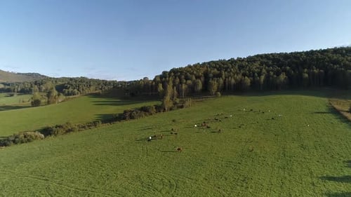 Green meadow hiils and forest. Aerial nature shot.