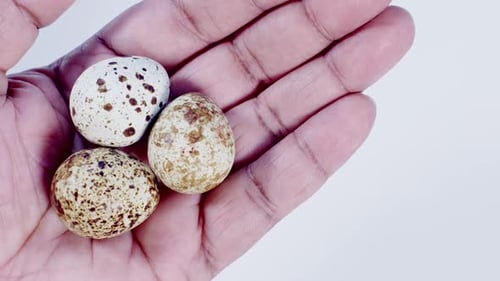 Mano sosteniendo unos huevos de codor