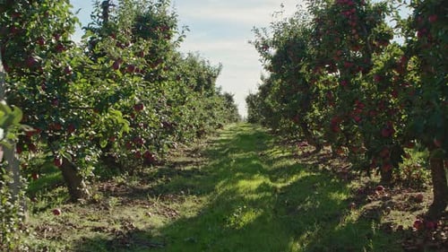 Red Apples Orchard
