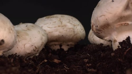White Mushrooms Growing from the Ground