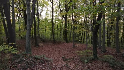 Drone View Through the Forest