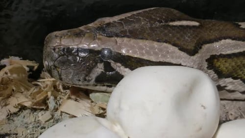 Patterned Snake Resting Near Eggs Close-Up