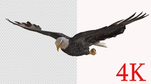 Realistic Animated Bald Eagle Flying Loop