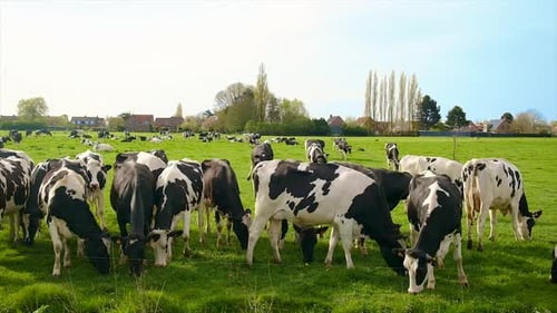 Cows Graze Peacefully in a Green Meadow