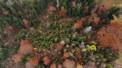 Vertikale Aufnahme der Drohne aus der Luft: Flug über den farbenfrohen Herbstwald.