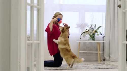 Girl Plays With Corgi Dog at Home