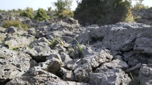 Field of Porous Gray Rocks and Green Grass