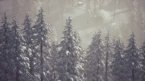 Aerial View Flying Over Snowy Pine Tree Forest