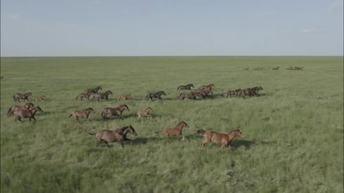 Chevaux sauvages qui courent des Mustangs sauvages sur l'herbe verte
