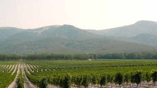 Grape Wineland Countryside Landscape Background of Hills With Mountain Backdrop