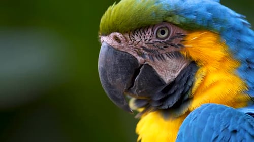 Extreme Nahaufnahme eines blau-gelben Aras, der mit ausdrucksstarkem Gesicht blickt