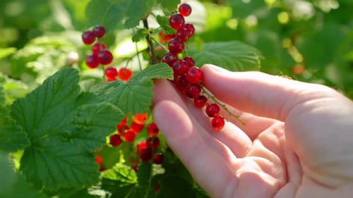 Close Up Man Hand Picks Currants at Sunrise or Sunset Harvesting Farming