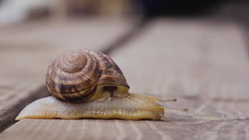One Snail on a Wooden Surface. Side View