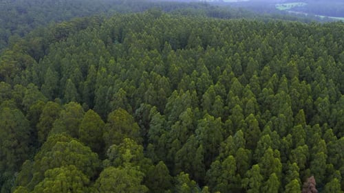 Epische Drohnenansicht des Regenwaldes hat im Herbst in Australien 2020 flüssige Filmaufnahmen aufgenommen