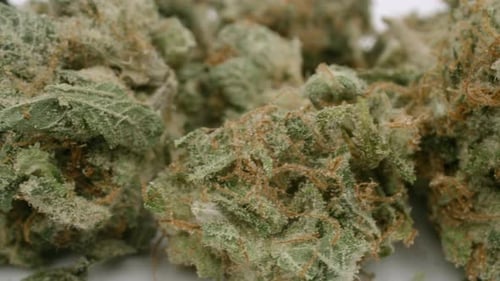 Close Up of Marijuana Buds