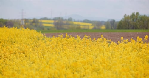 Landwirtschaft: Raps, Rapsfeld, blühend