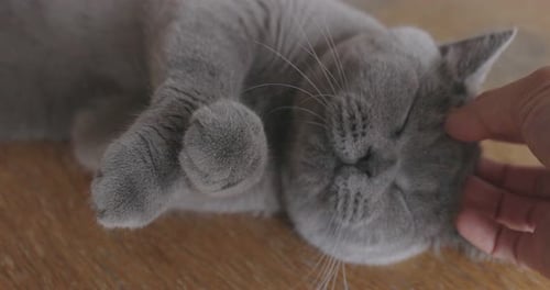 Close Up Hand Of Human Playing with British Cat.