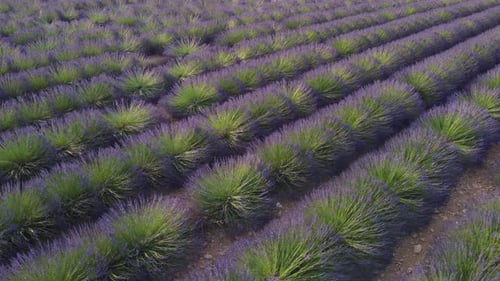 Lavender Cultivation Field