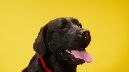 Black Labrador Retriever with Red Collar Posing