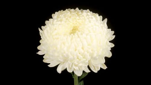 Close-up of White Chrysanthemum Flower on Black