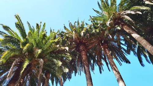 Palm Trees Swaying Under the Azure Sky