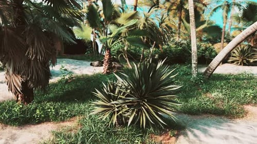 Lush Tropical Jungle Path with Palm Trees and Sunlight