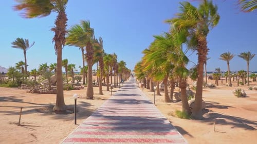 Eine schöne Straße inmitten der Palmen in Strandnähe