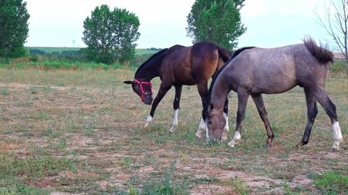 Weidendes Pferd