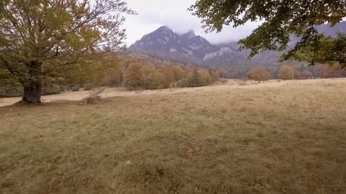 Walk Through The Autumn Forest