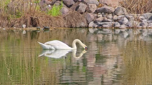 White Alone Swan Floating In Green Lake Water 1