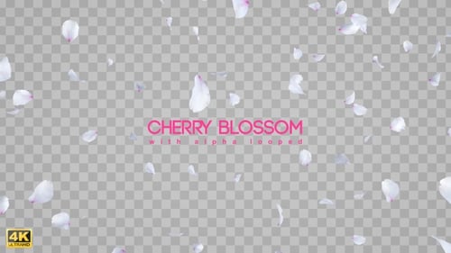 Cherry Blossom