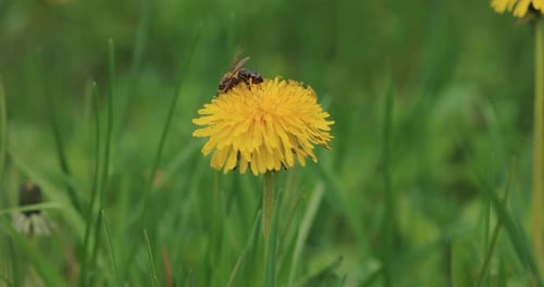 Bee Pollinating Yellow Dandelion Flower in Green Meadow
