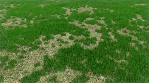 Grass Field 01 Hd