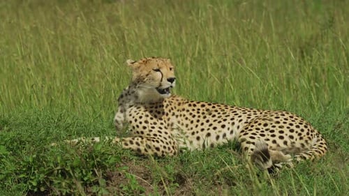 Neugieriger Gepard liegend