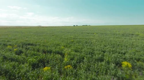 Top view of agricultural green fields