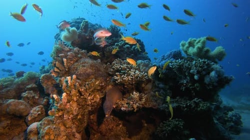 Reef Marine Scene