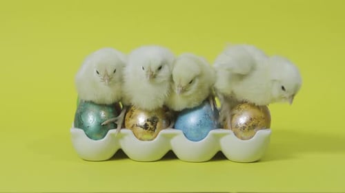 Four Baby Chicks Sitting on Decorated Easter Eggs