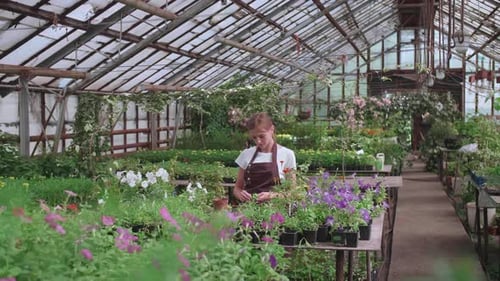 Woman Gardening Plants Inside a Sunny Greenhouse