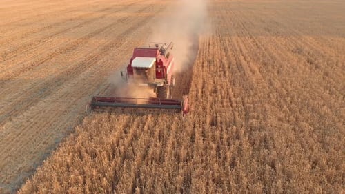 Aerial View Combine Harvester Agriculture Machine Harvesting Golden Ripe Wheat Field