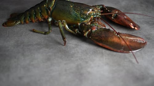 Lobster 43
