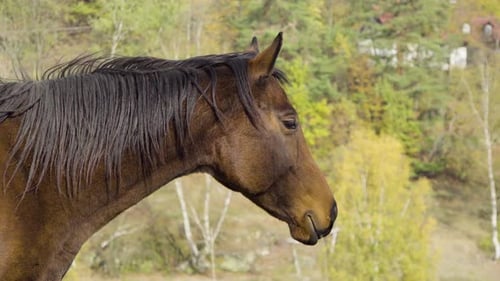 Ein dunkelbraunes Pferd steht still in der Natur, Blick auf den Pferdekopf
