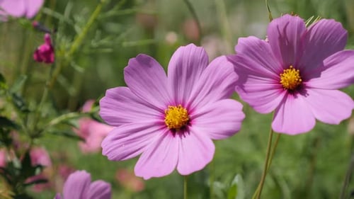 Pink autumn flower Cosmos bipinnatus in the garden 4K 2160p 30fps UltraHD footage - Mexican aster p